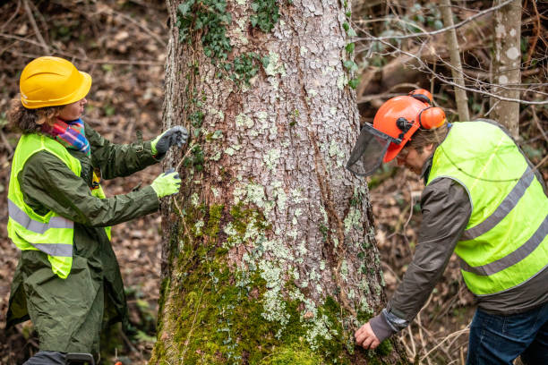 Burley, WA Tree Care Company