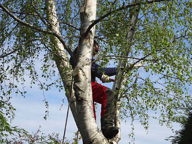 Best Storm Damage Tree Cleanup  in Burley, WA